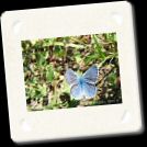 butterfly1-400-300.jpg